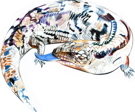 blue tongued lizzard
