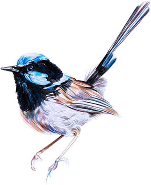Fairy Wren