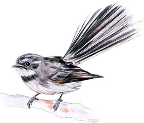 fantail illustrated