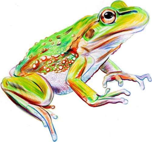 frog illustrated