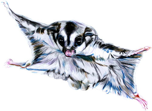 sugar glider